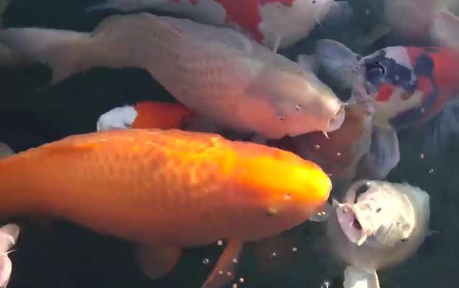 锦鲤