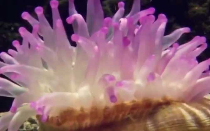 海葵